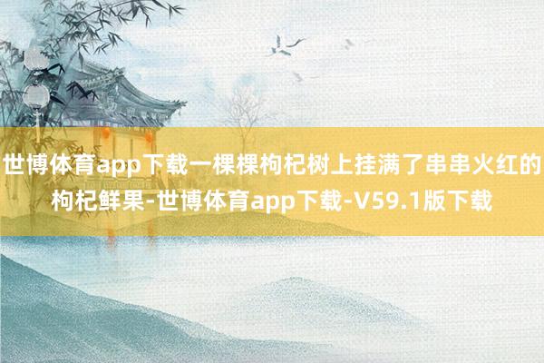 世博体育app下载一棵棵枸杞树上挂满了串串火红的枸杞鲜果-世博体育app下载-V59.1版下载
